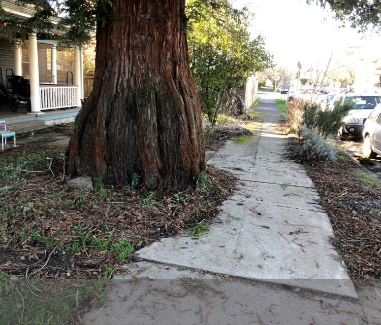 A coast redwood on private property is helped by a pop-out sidewalk, but over time the tree will need more space to thrive. Let’s design with a tree’s future in mind. 