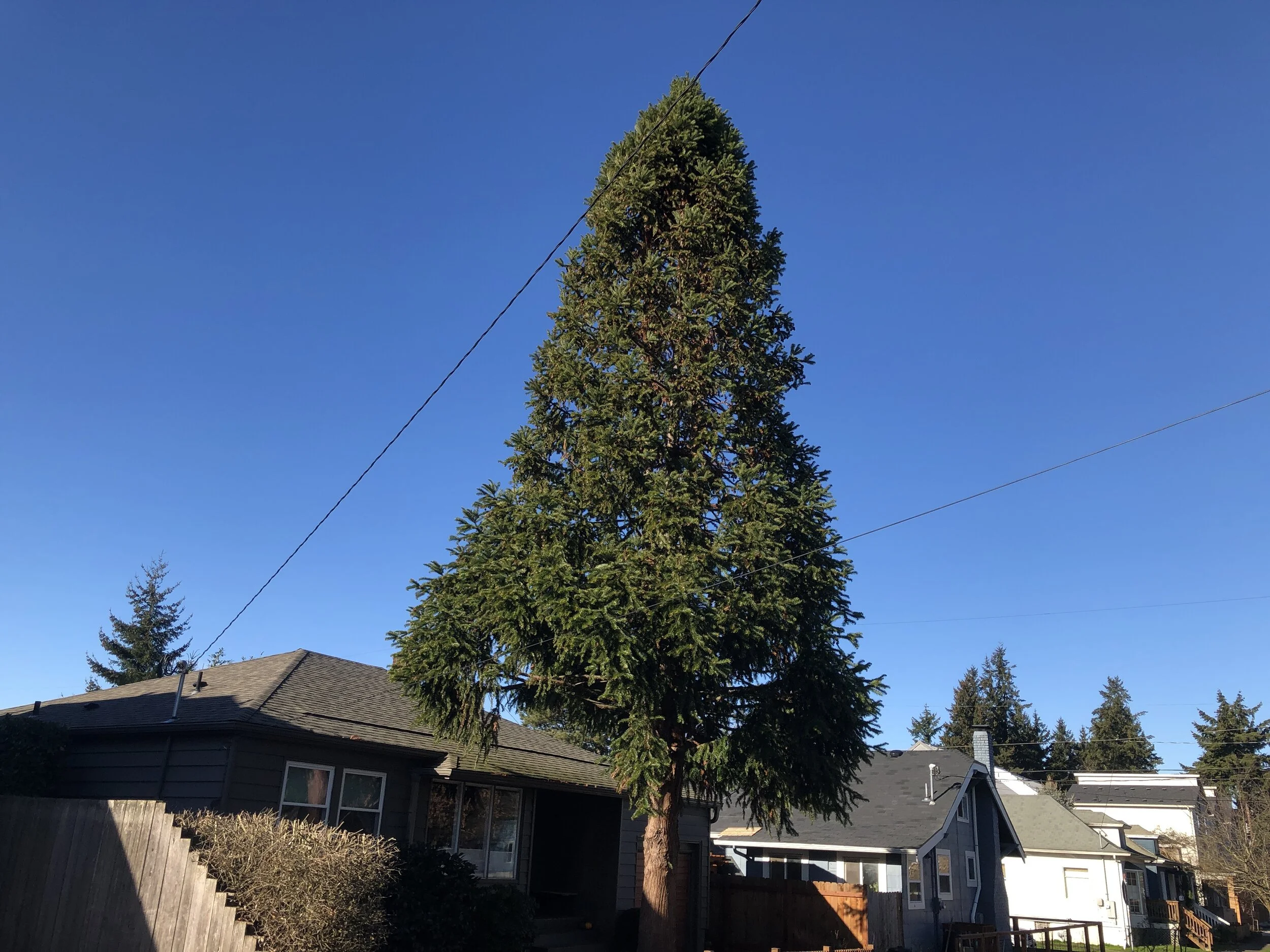 Keeping Rare Trees Like the China-fir Helps Keep Portland Weird 