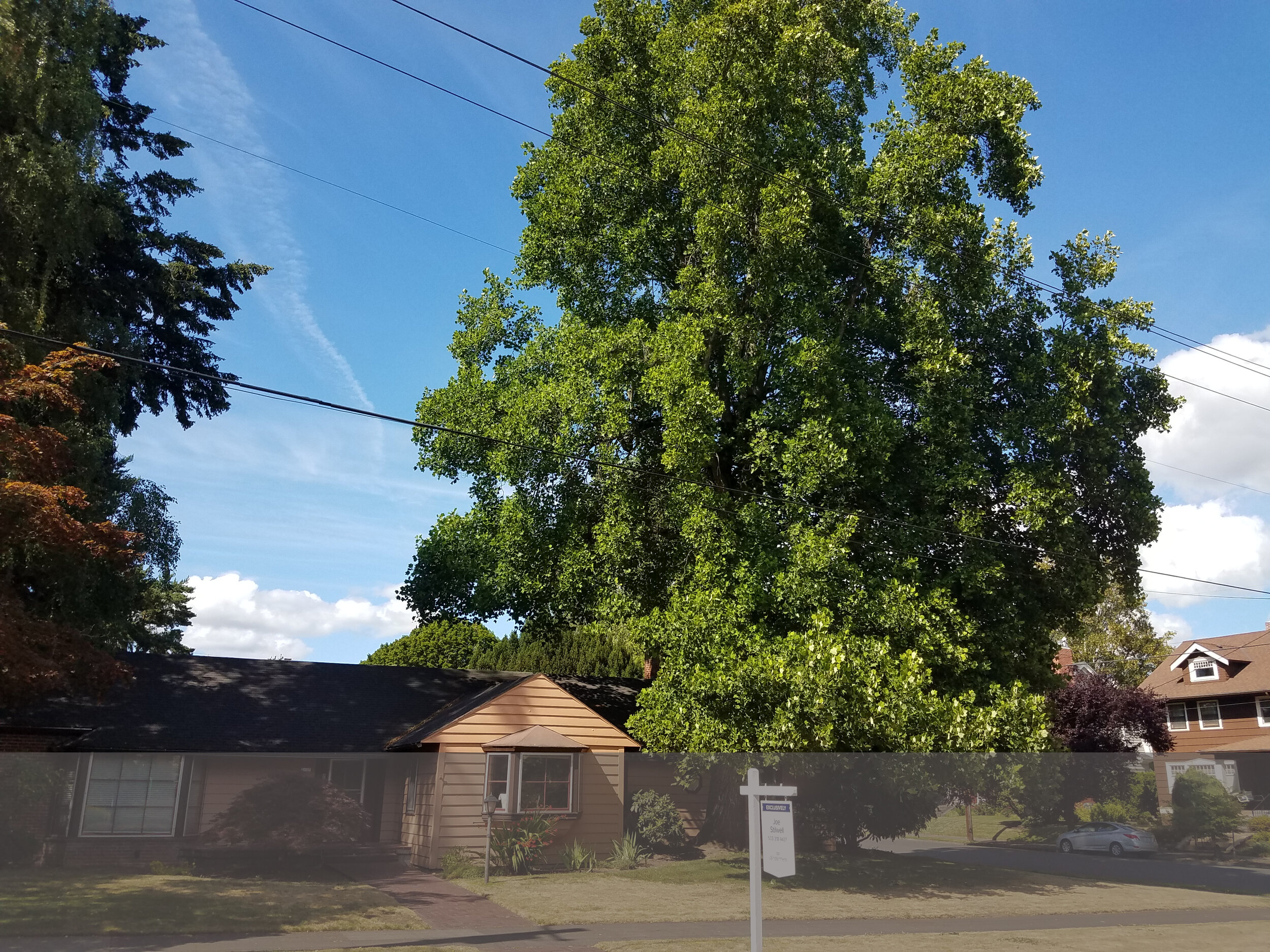 The huge tulip tree providing southside house shade at NE 22nd and Knott was intact when this home was for sale in 2020.