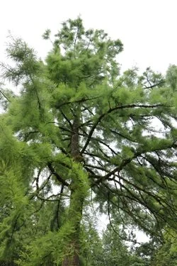 Large Trees a Must for Combatting Intense Heat