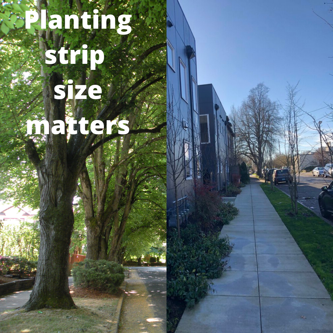 Update - Space For Trees At Risk! 