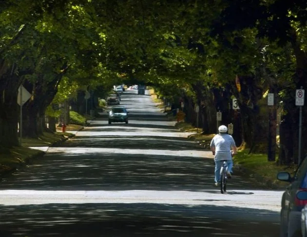 Portland's Shrinking Tree Canopy Makes the News 