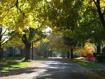 Trees, Health, and Gentrification