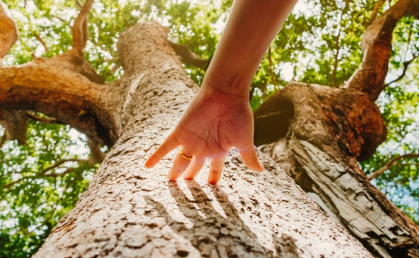 News — Trees For Life
