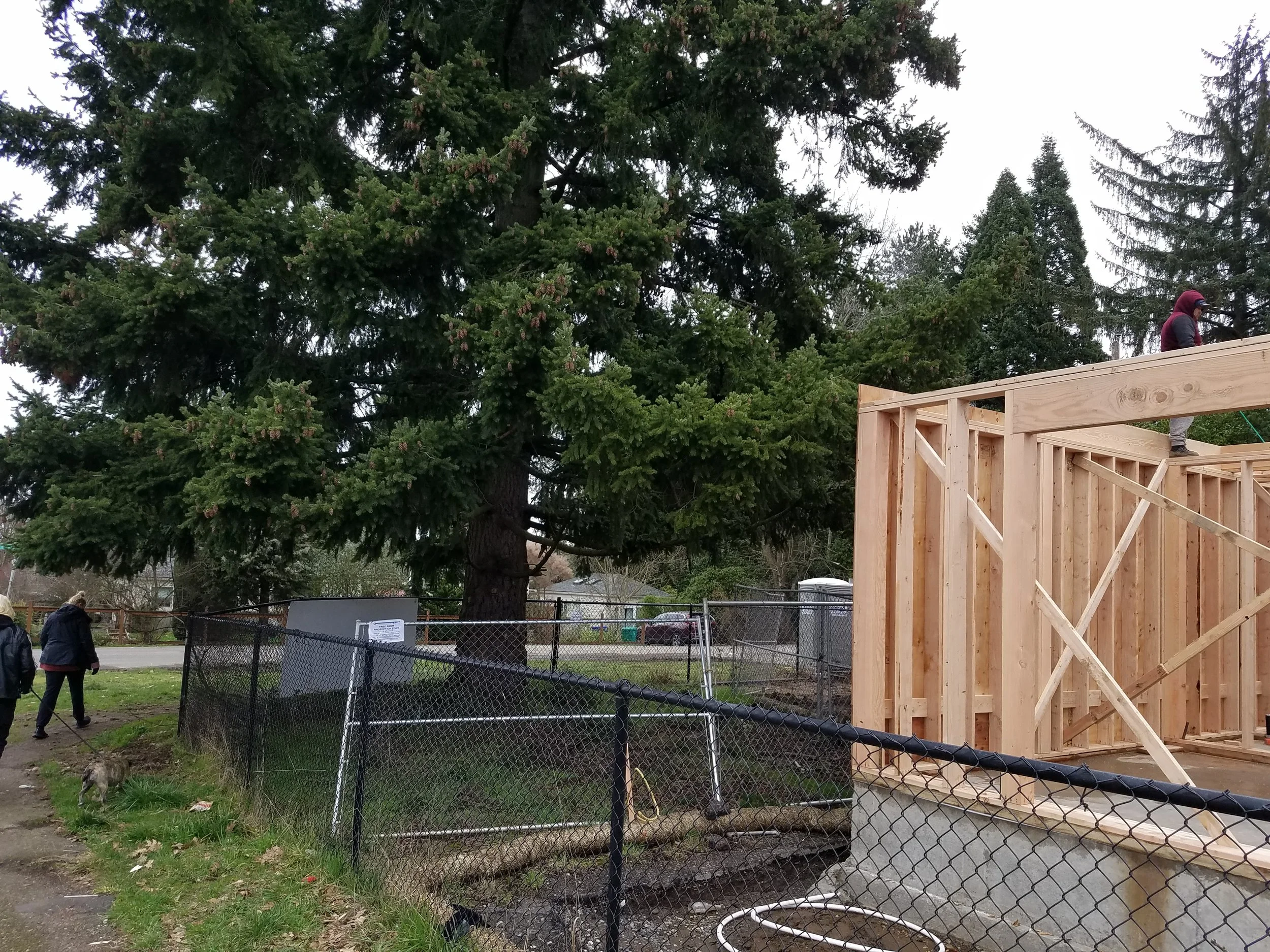 The Impacts of a City Council Trees-Related Decision