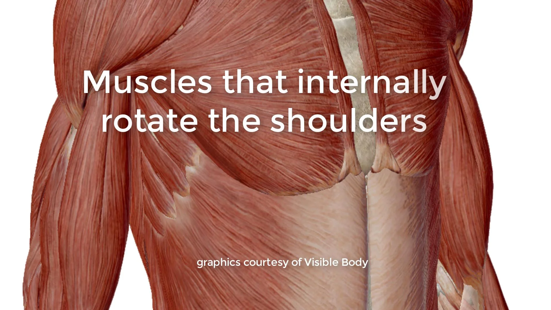 Shoulders part 2 — Dynamic Anatomy Courses