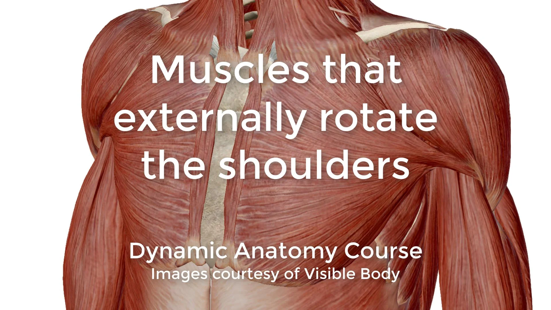 Shoulders - part 2 — Dynamic Anatomy Courses