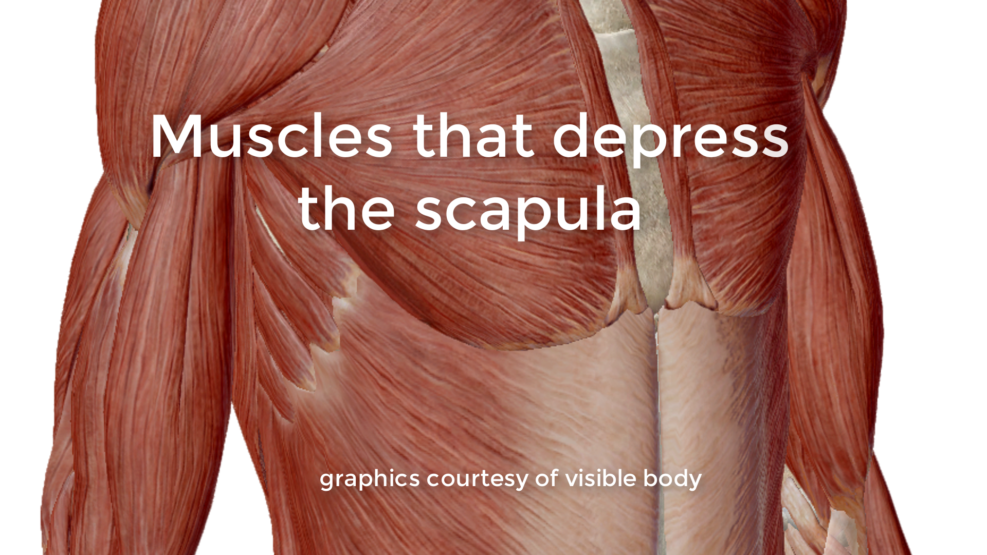 Compressed Scapula Shoulders - part 1 — Dynamic Anatomy Courses