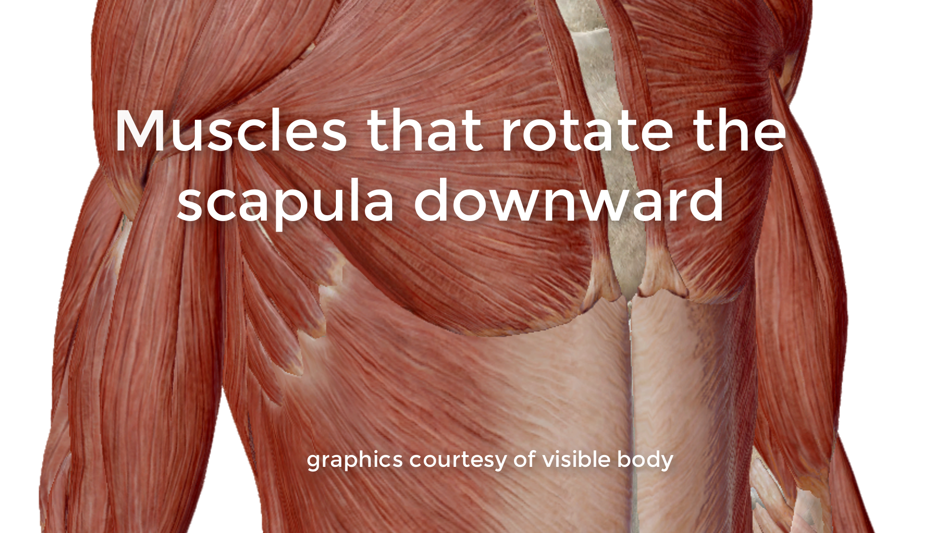 Shoulders - part 1 — Dynamic Anatomy Courses