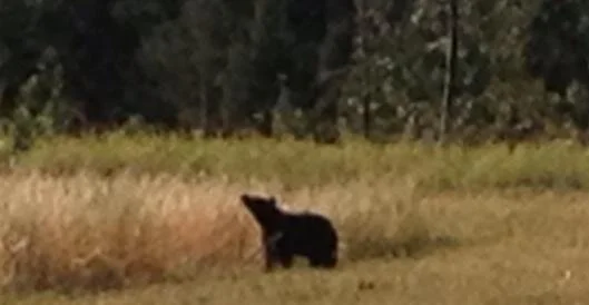 Track &amp; field meetings, parkruns and itinerant lions 