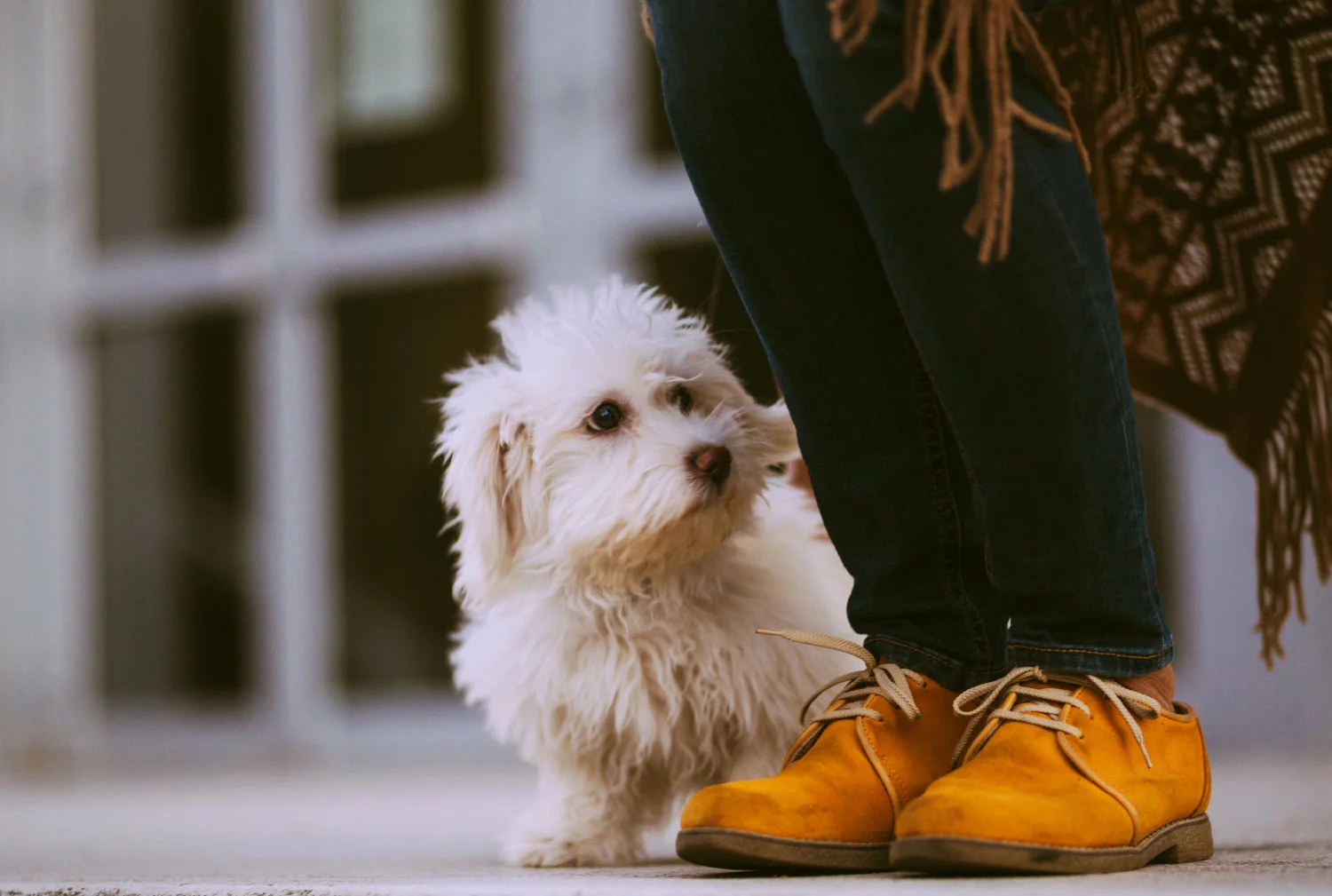 History Advanced Vet Care Melbourne Evervet — Evervet