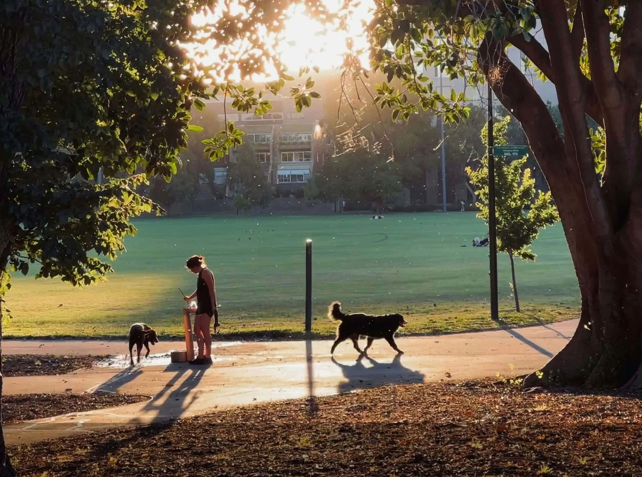 Dog-Friendly Activities In Melbourne