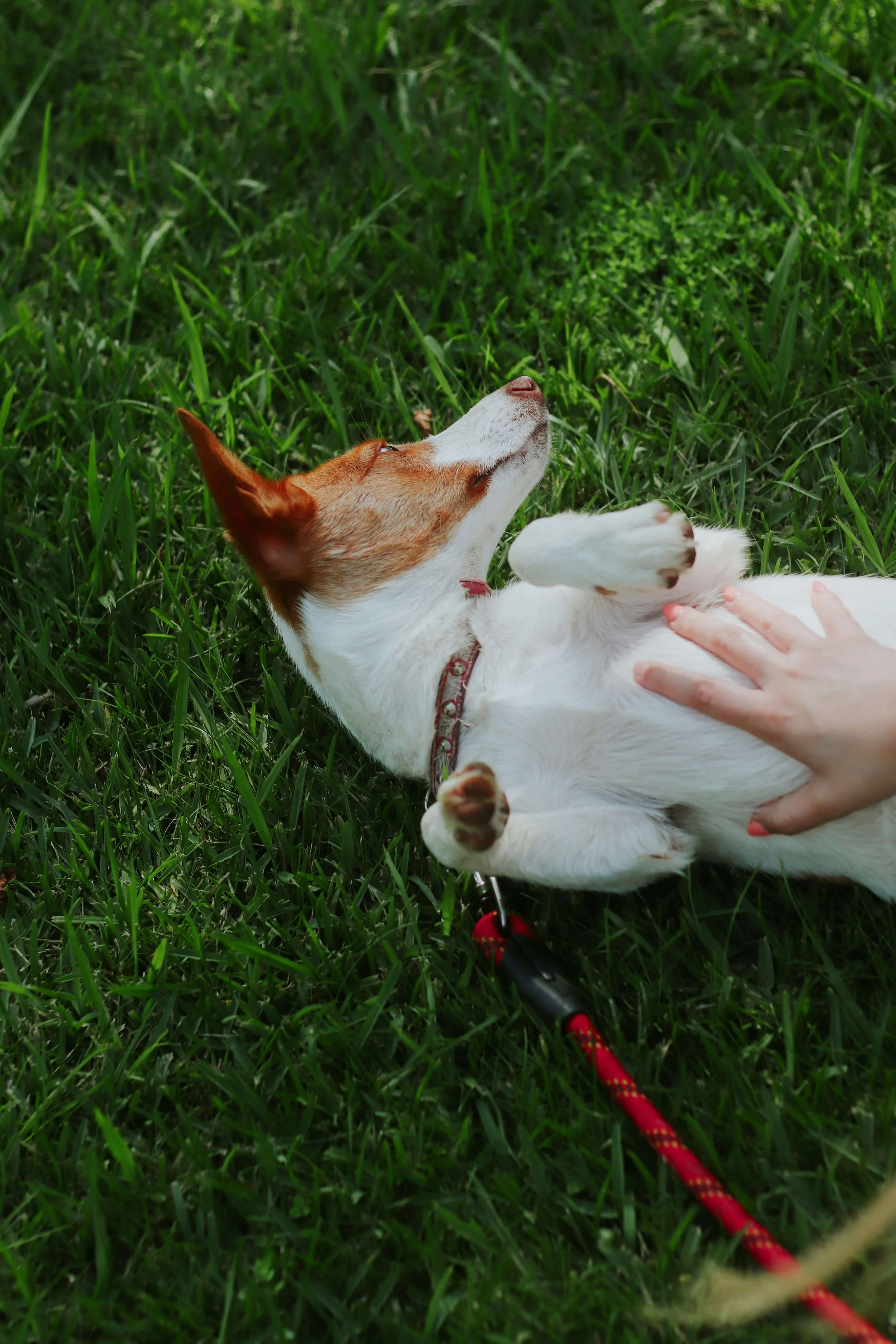 Keeping Your Pet Parasite-Free In Warm Weather