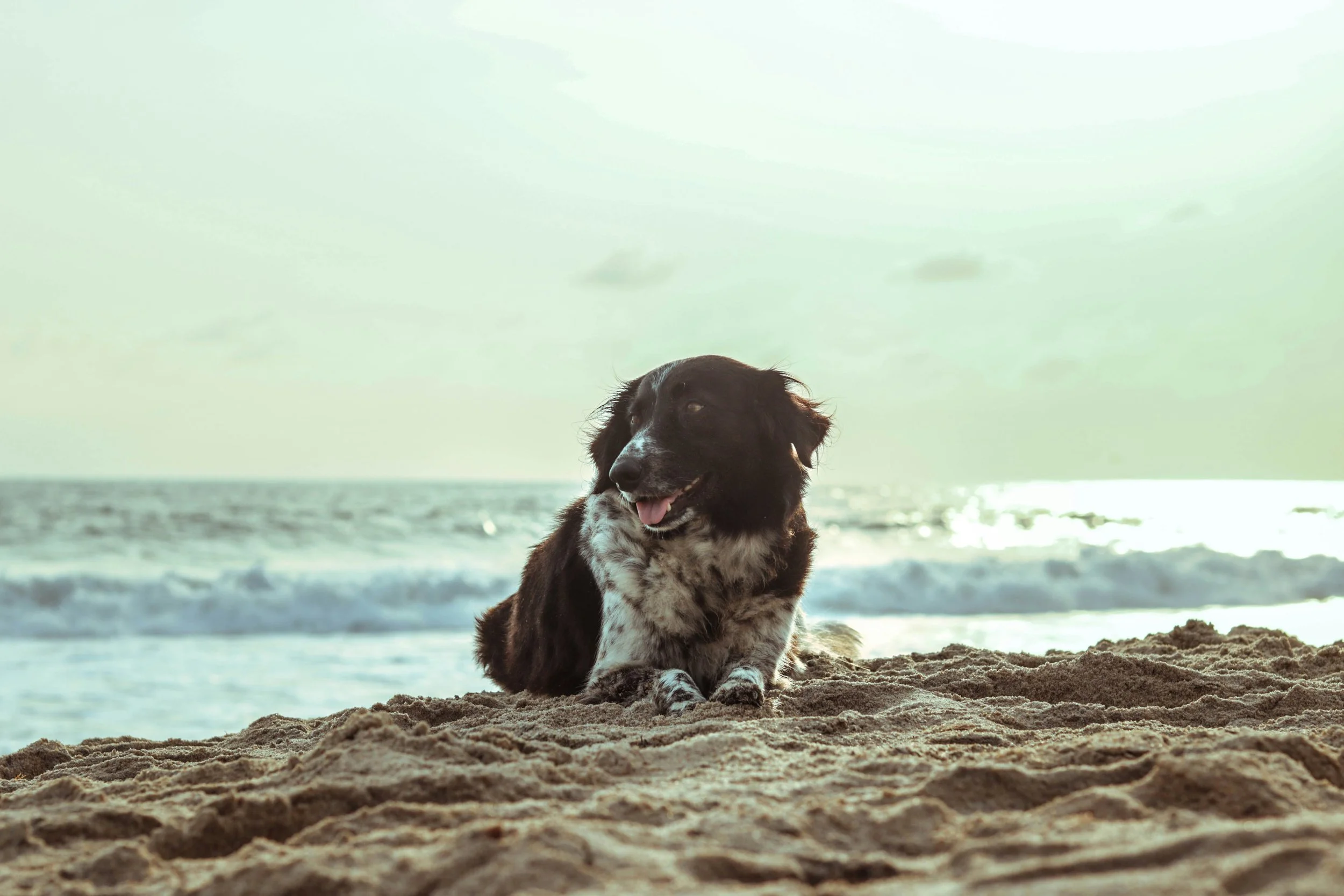 Year-Round Tips for a Happy, Healthy Dog