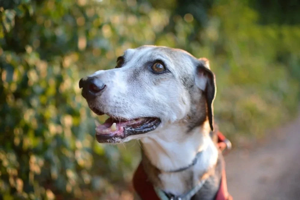 My dog is ‘slowing down’. Old age, or something else? 