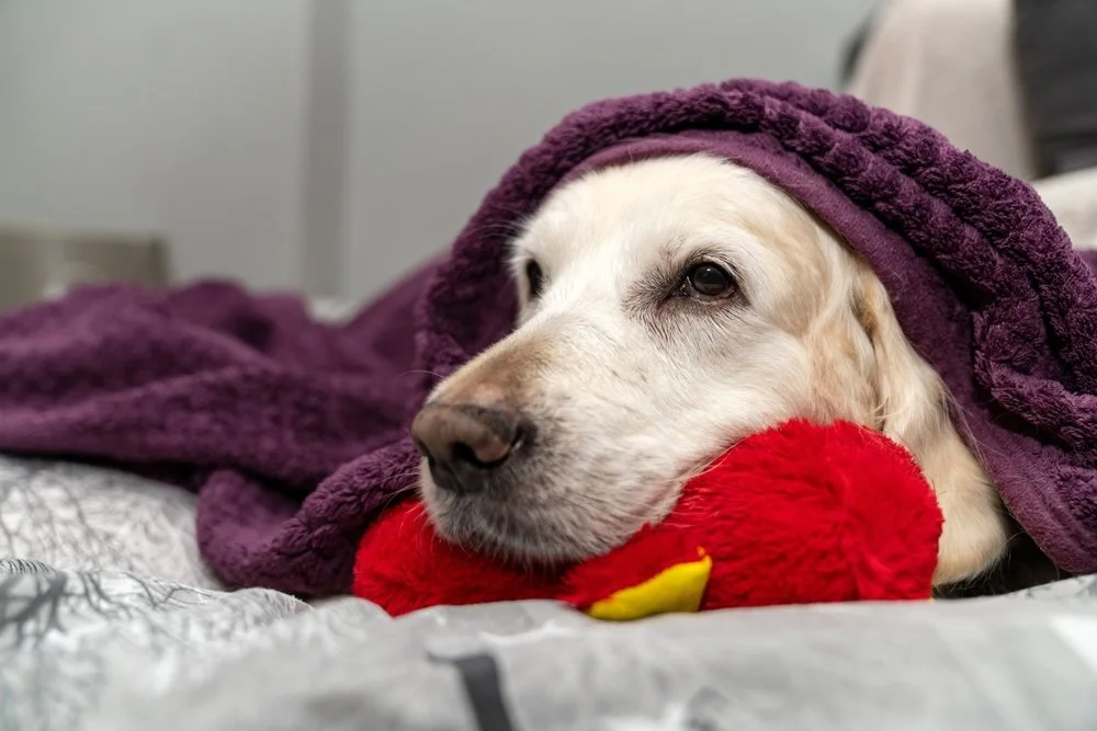 Helping Your Dog Live Well With Osteoarthritis