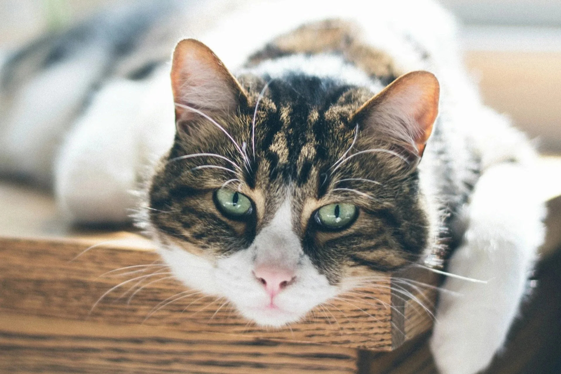 Arthritis in Cats: How to Spot Pain and Help Your Cat Feel Better