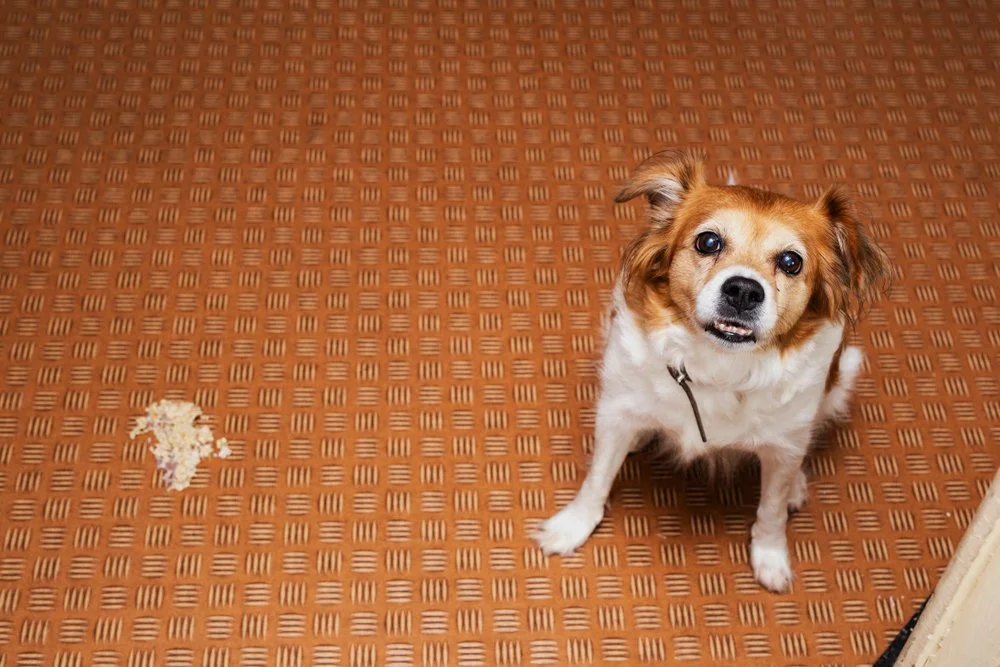 “Mum! The dog vomited…” When should you worry?
