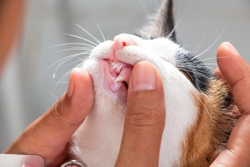 Your pet's teeth look clean. But are they actually healthy?