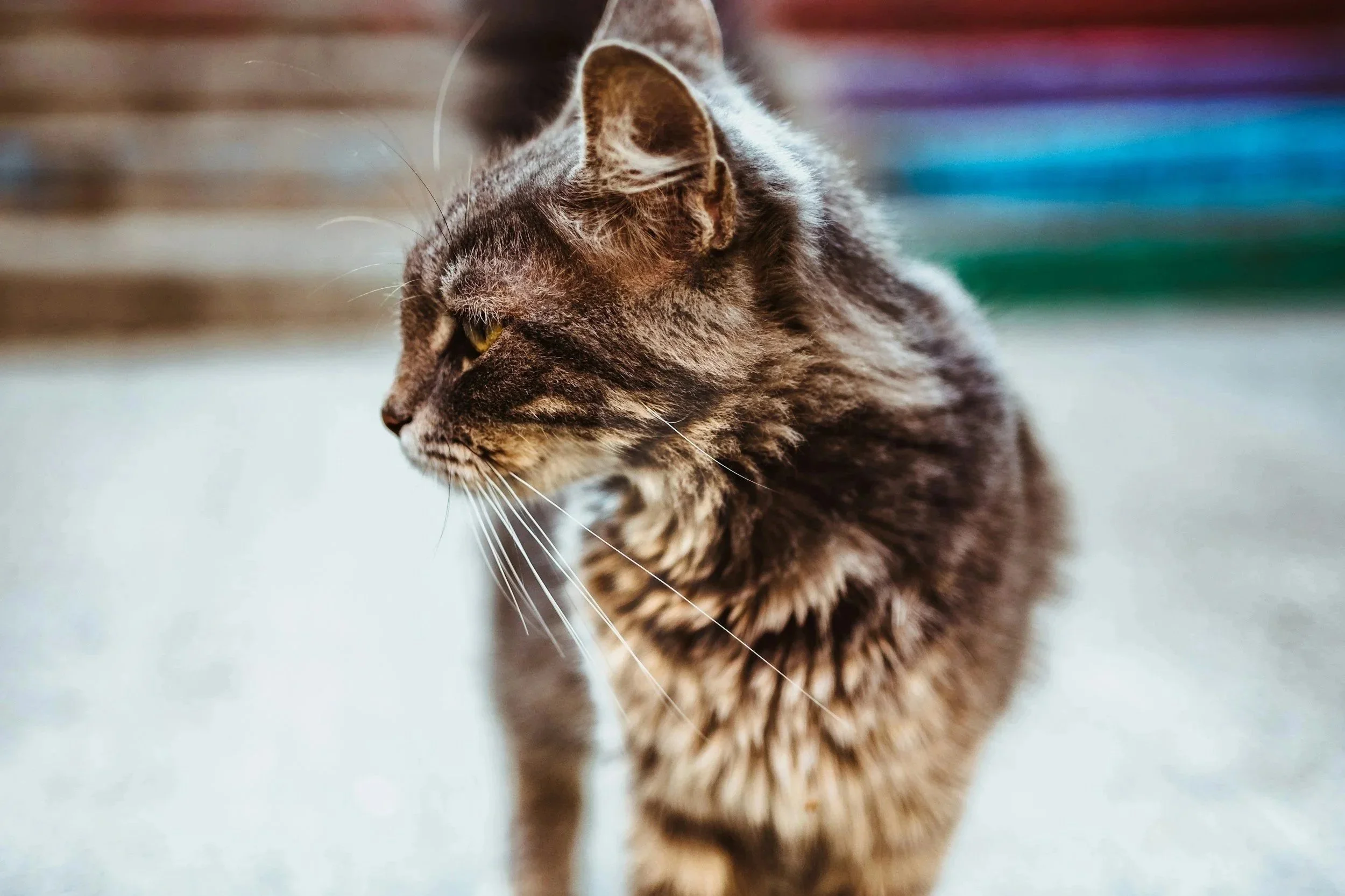 senior cat arthritis
