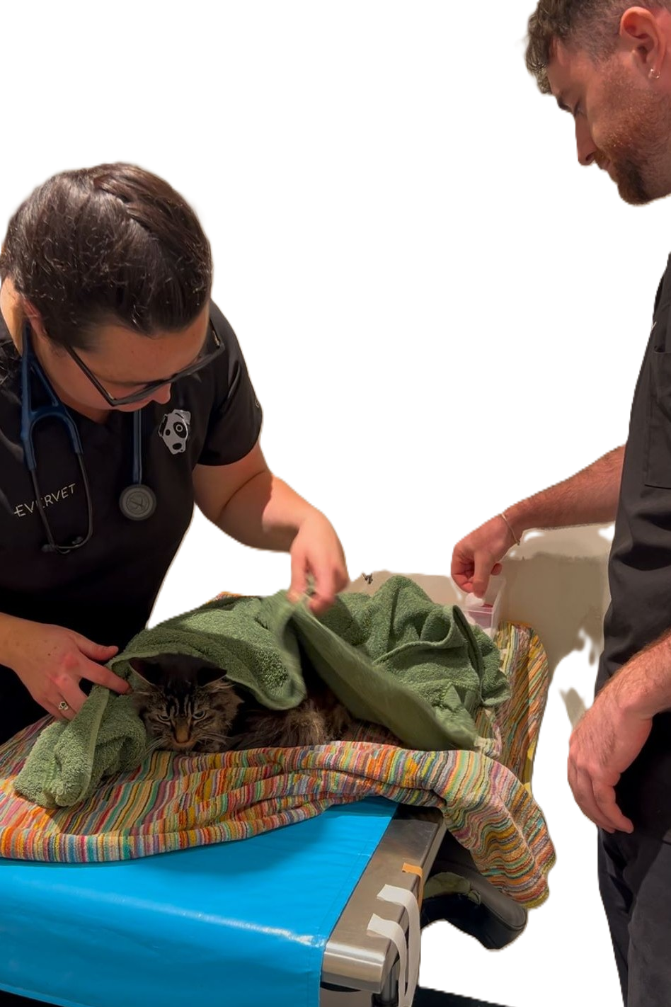 Evervet veterinarian gently examining a cat under a towel during a Fear Free visit