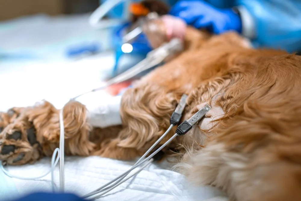 Dog undergoing monitored general anaesthesia.