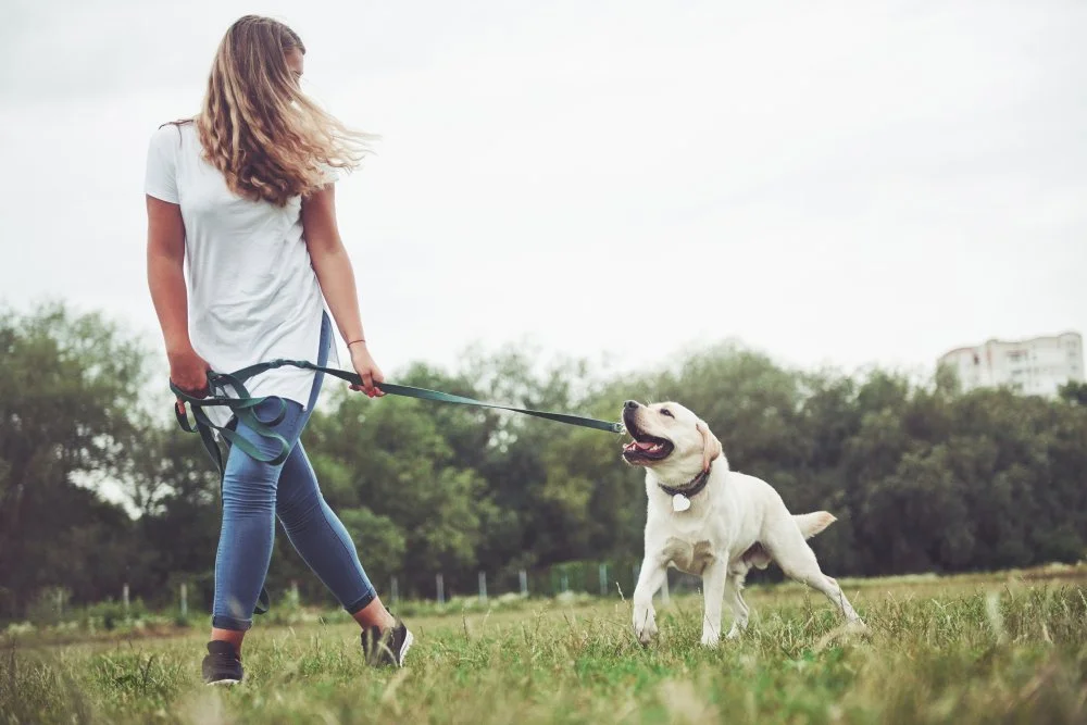 Dog walking with their owner in a park