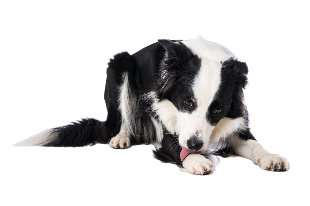Dog licking its paw