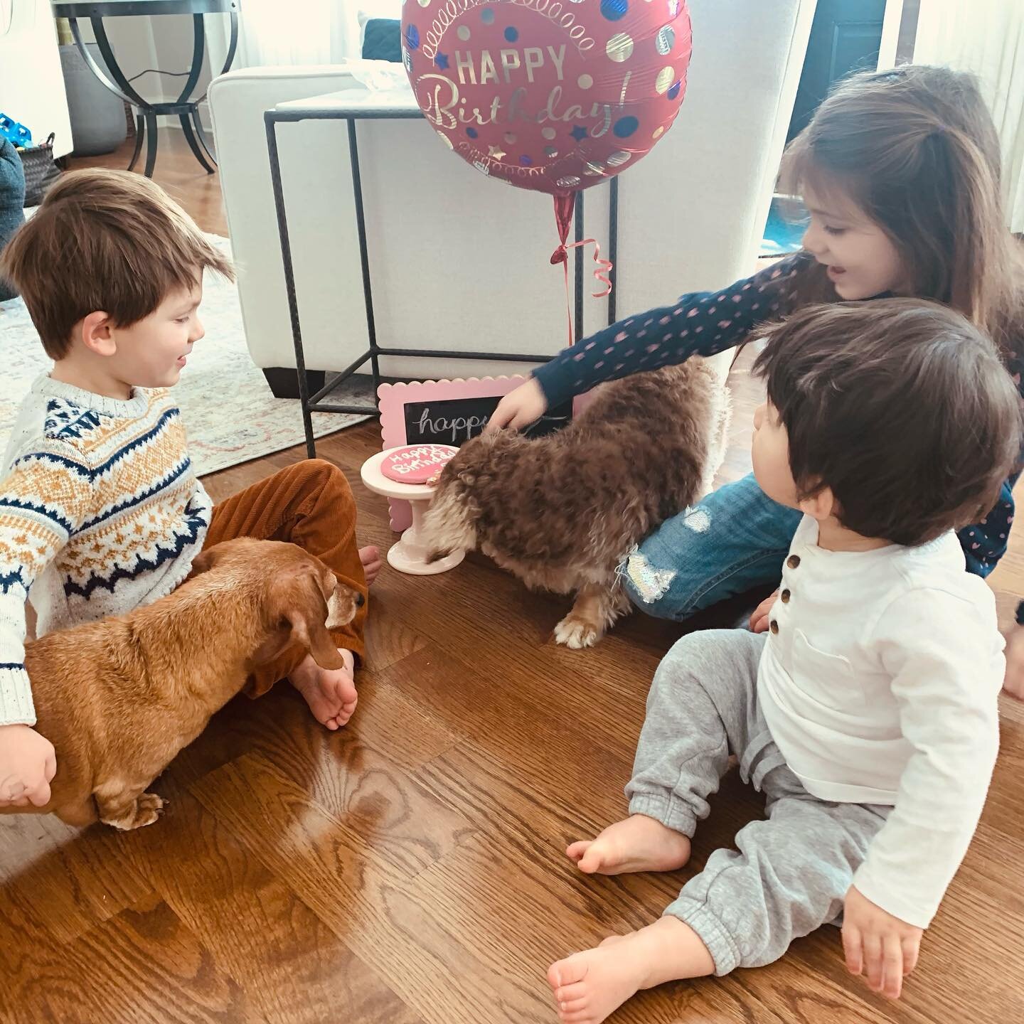 Happy 9th birthday to our sweet yet super OCD and crazy dachshund LUCY! We love you so much ❤️ 

(Lucy is the one with long hair!)