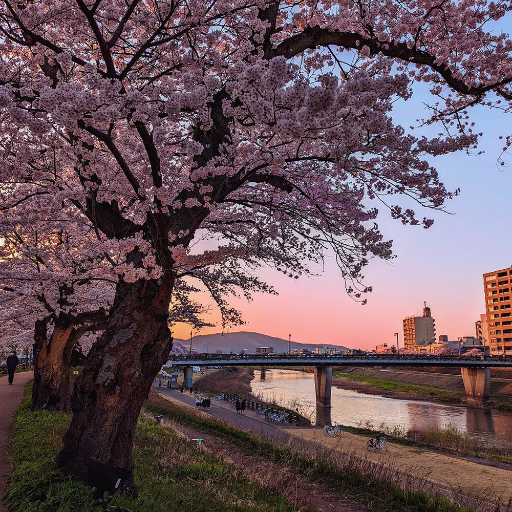  Cherry blossoms at Asuwa River, Fukui City, Fukui Prefecture, Japan (2022). Photo by Danny With Love. 