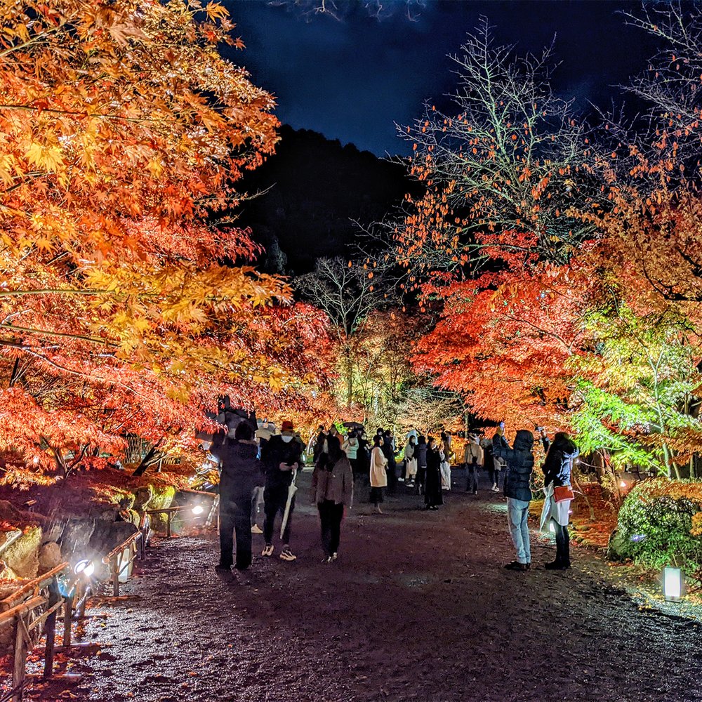  Fall illuminations at Eikan-do (Temple), Kyoto, Japan (2021). Photo by Danny With Love. 