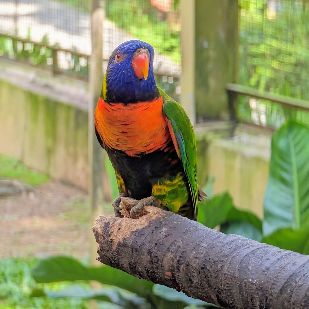  A parrot poses at KL Bird Park, Perdana Botanical Gardens, Kuala Lumpur, Malaysia (2023). Photo by Danny With Love. 