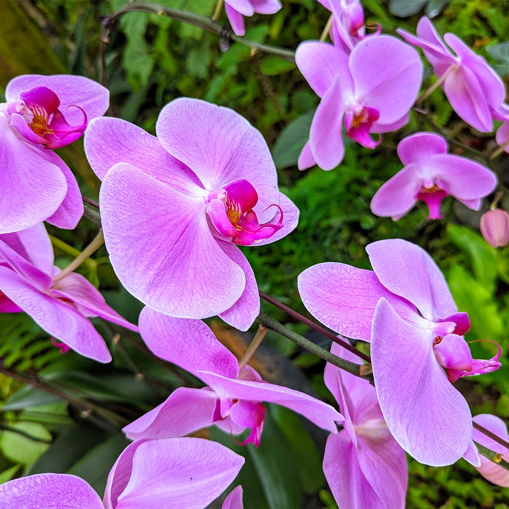  Blooming orchids at the National Orchid Garden, of the UNESCO World Heritage Site Singapore Botanic Gardens, Singapore (2023). Photo by Danny With Love. 