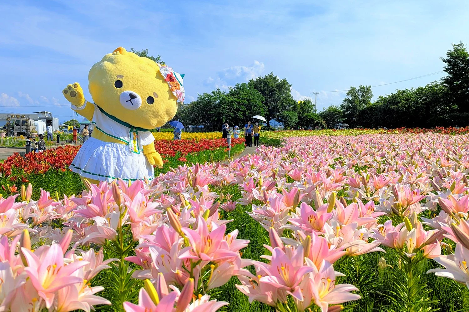 Lilies Reach Peak Bloom at Fukui’s Yuri-no-Sato Park