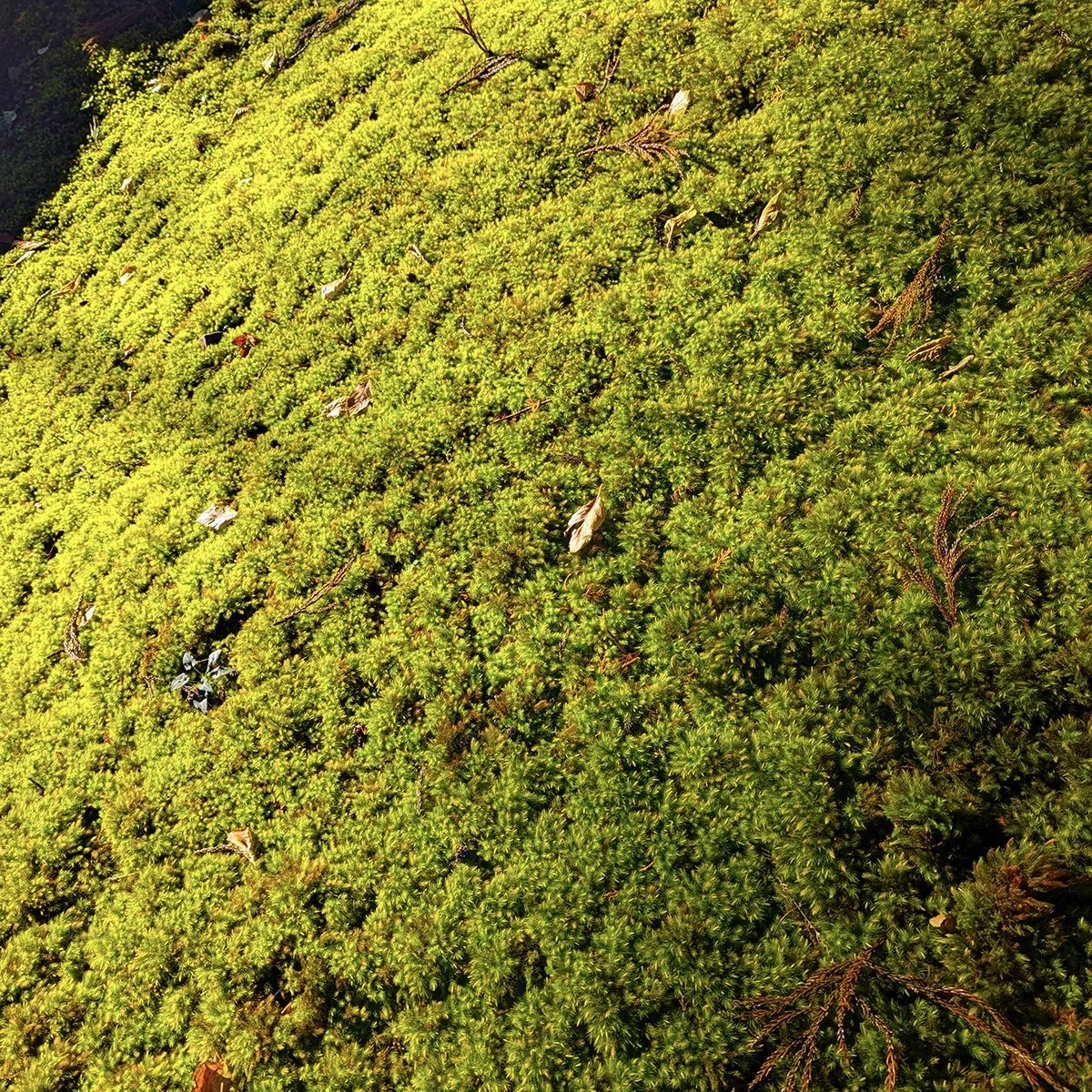 Sunlight illuminates Japanese cypress moss (hinokigoke) at Heisenji Hakusan Shrine, Katsuyama City, Fukui Prefecture, Japan (2025). Photo by Danny With Love.