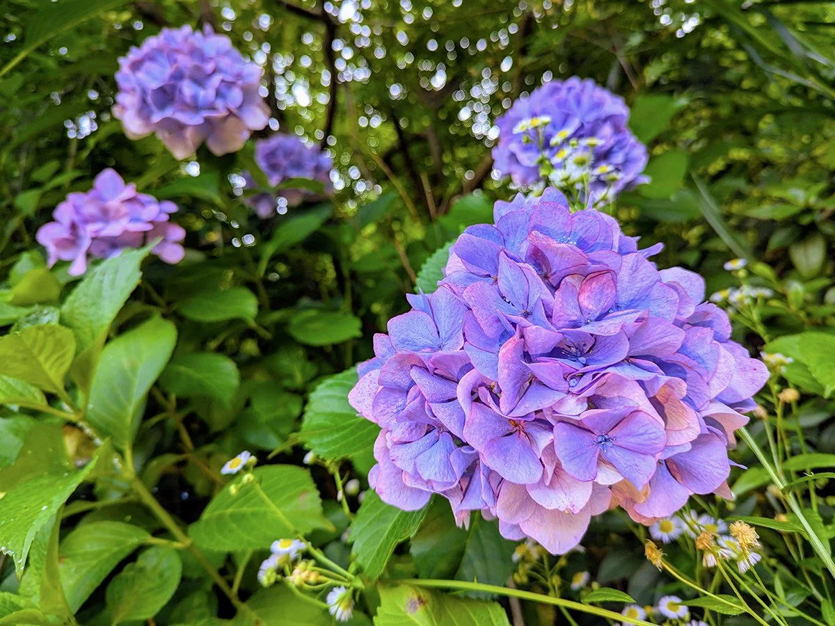 Purple hydrangeas bloom in early summer at Daianzenji Temple, Fukui City, Fukui Prefecture, Japan (2026). Photo by Danny With Love.