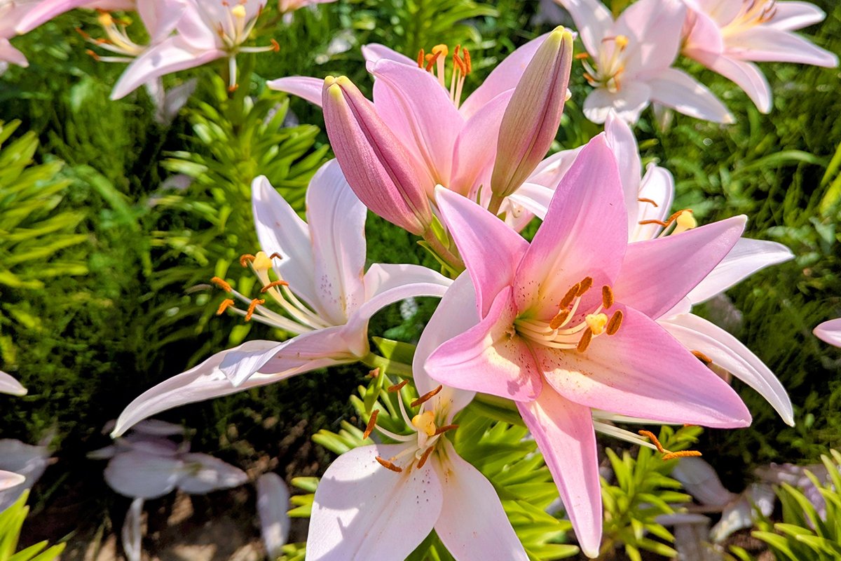 Lilies bloom at Yuri-no-Sato Park (ゆりの里公園), Sakai, Fukui Prefecture, Japan (2026). Photo by Danny With Love.