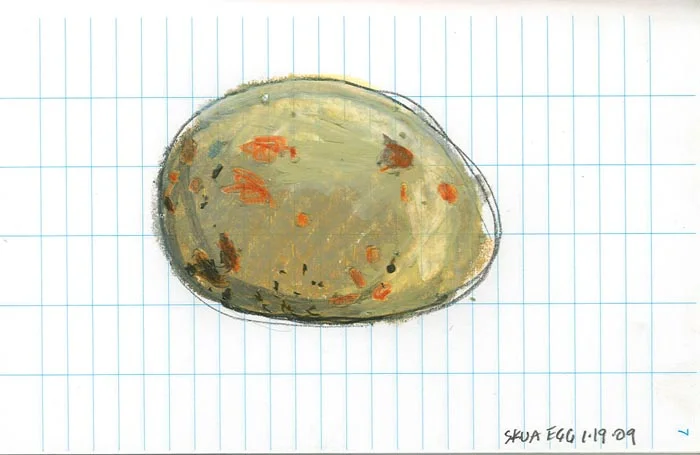 skua egg