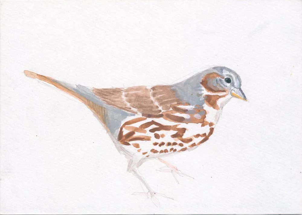 Fox sparrow
