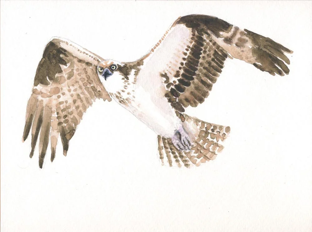 osprey