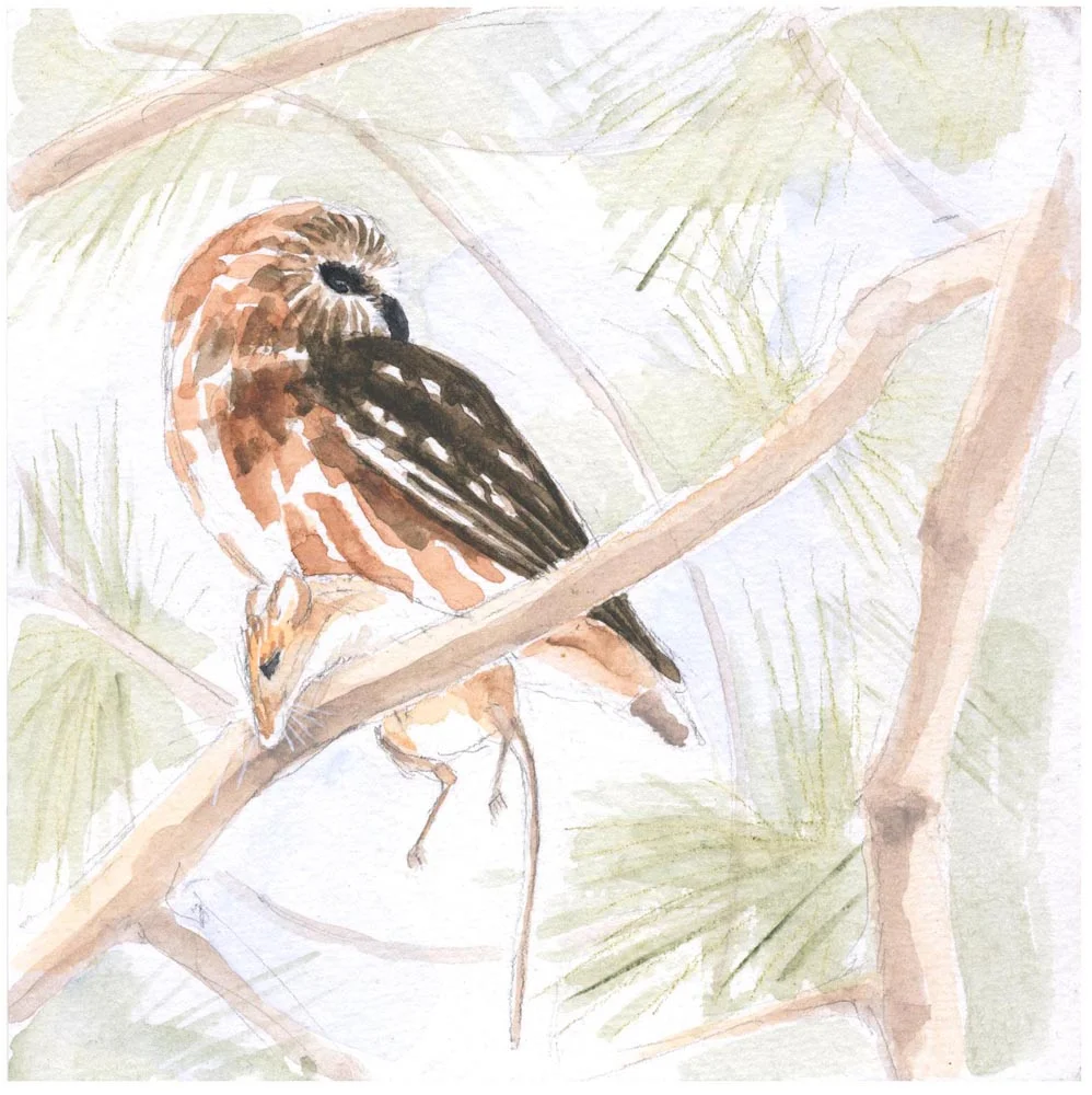Saw-whet w White-footed Mouse