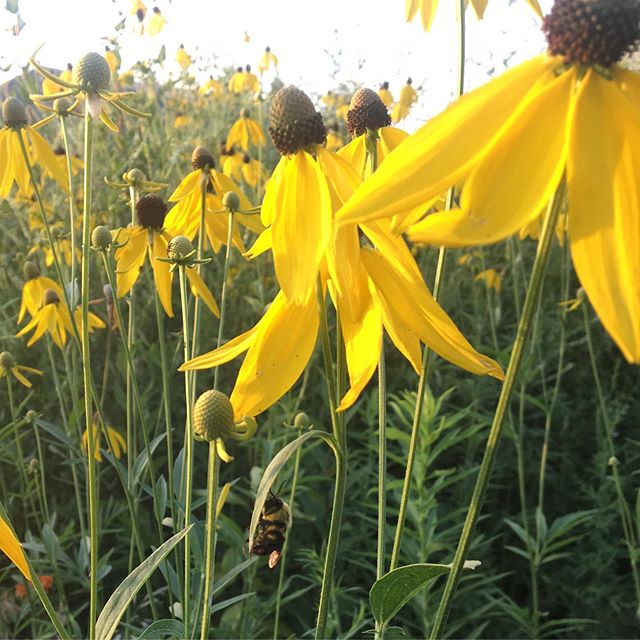 I found a sleepy bee today waiting for sunrise :)