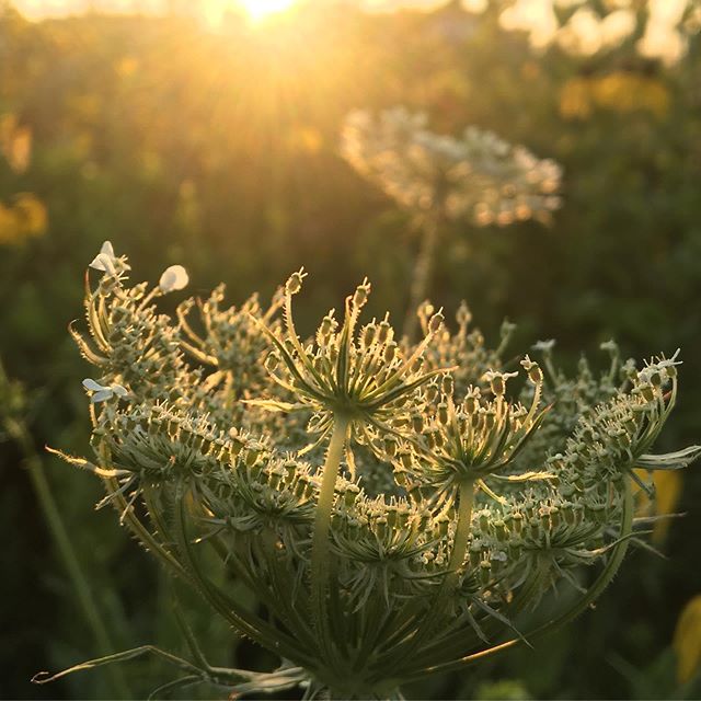 This was sunrise in the meadow but I am loving the sound of rain and thunder, the plants need it! #eventproducerforhire #cincinnatieventplanner