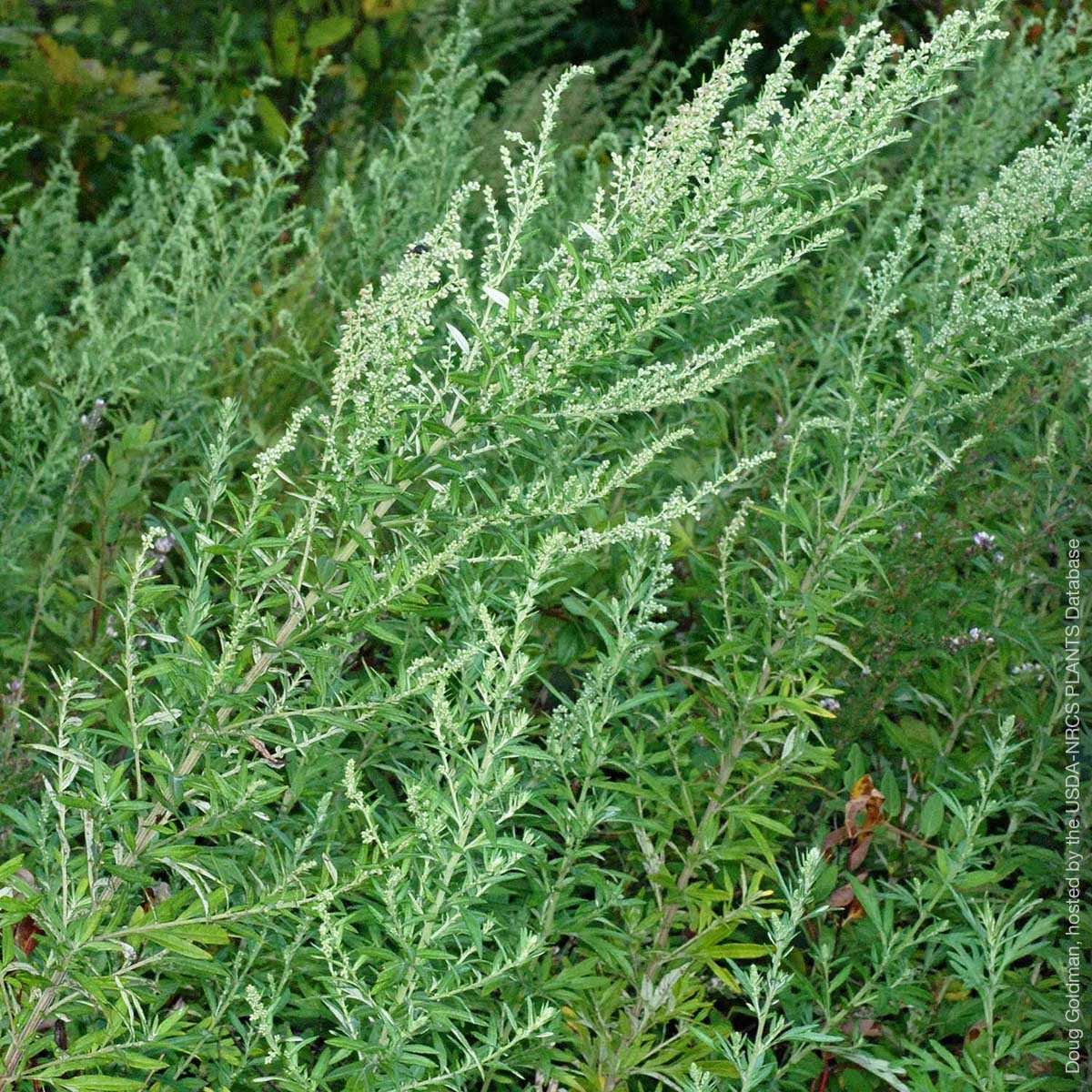 mugwort-artemisia-vulgaris-doug-goldman-hosted-by-the-usda-nrcs-plants-database-square.jpg