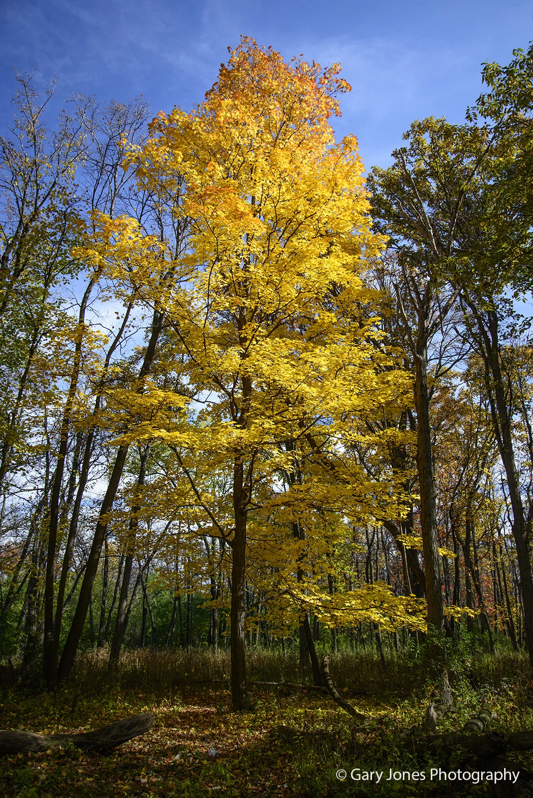 IntheLightTree NG.jpg