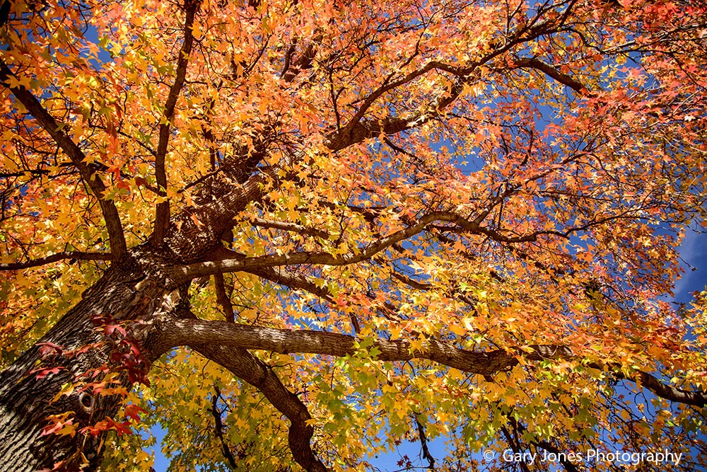 Fall-BranchesWeb1000.jpg