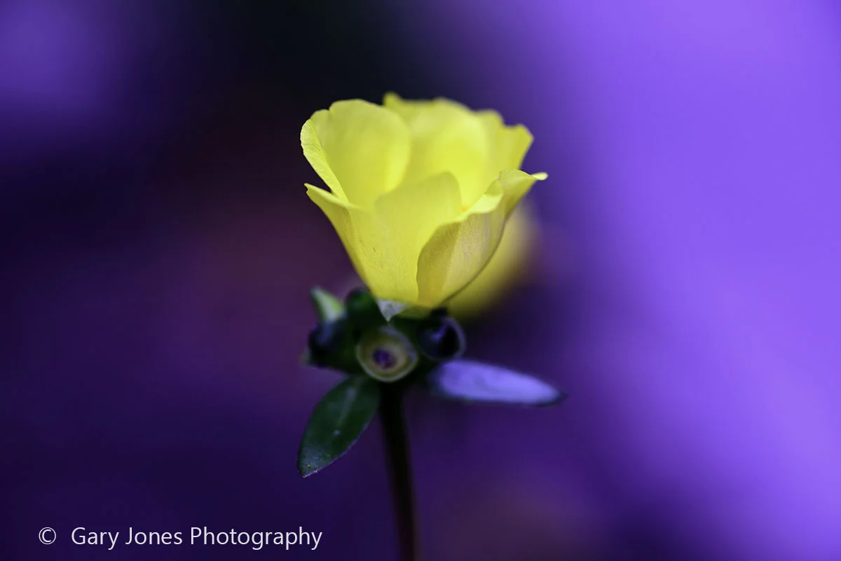Yellow flower-Edit.jpg