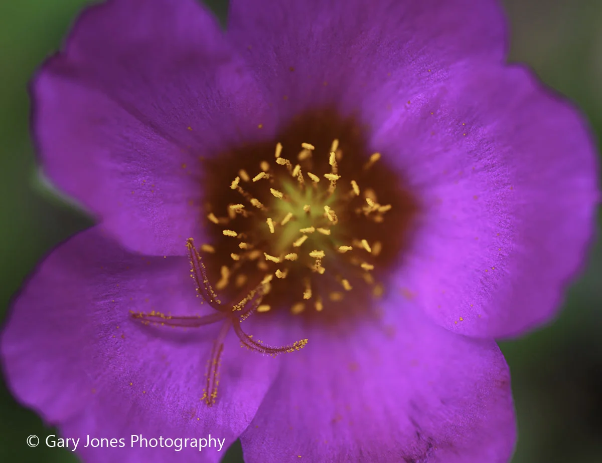 CloseUpCropped1-Edit.jpg