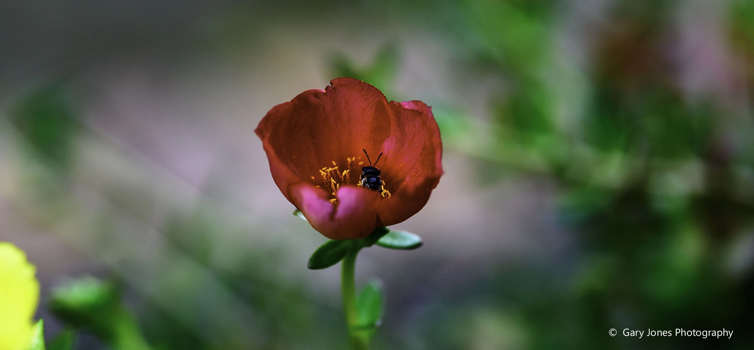 BeeInFlower-Edit.jpg