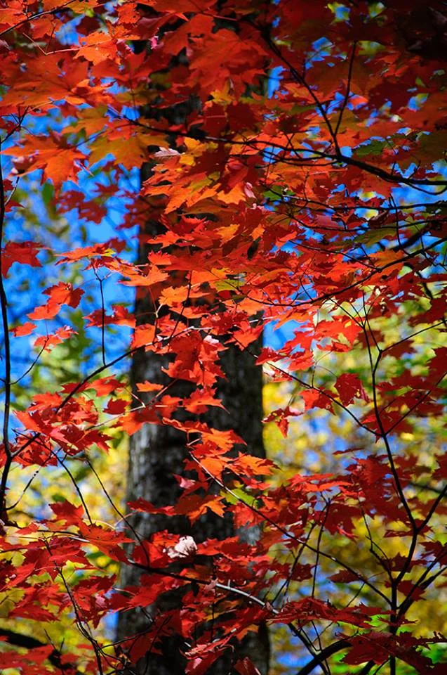 GSMNP Red Leaves.jpg